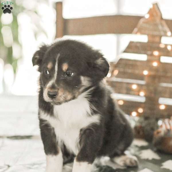 Everly, Australian Shepherd Puppy