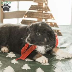 Evelyn, Australian Shepherd Puppy