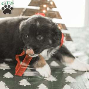 Evelyn, Australian Shepherd Puppy