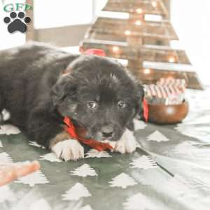 Evelyn, Australian Shepherd Puppy