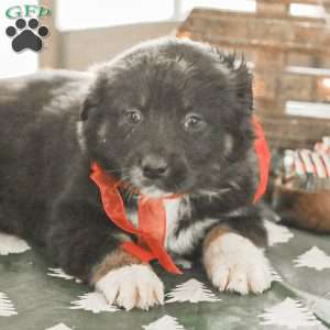 Evelyn, Australian Shepherd Puppy