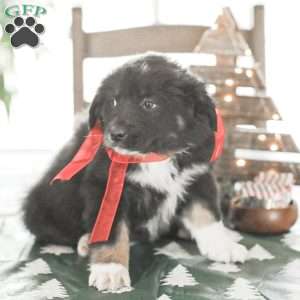 Evelyn, Australian Shepherd Puppy