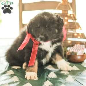 Evelyn, Australian Shepherd Puppy