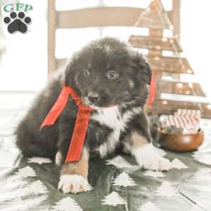 Evelyn, Australian Shepherd Puppy