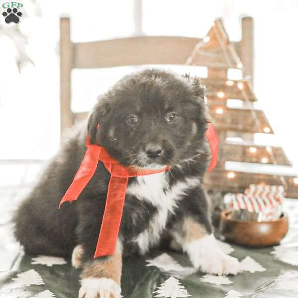 Evelyn, Australian Shepherd Puppy