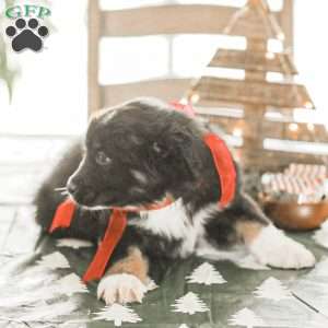Evelyn, Australian Shepherd Puppy