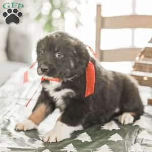 Evelyn, Australian Shepherd Puppy