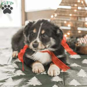 Ella, Australian Shepherd Puppy