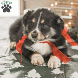Ella, Australian Shepherd Puppy