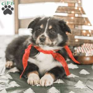 Ella, Australian Shepherd Puppy