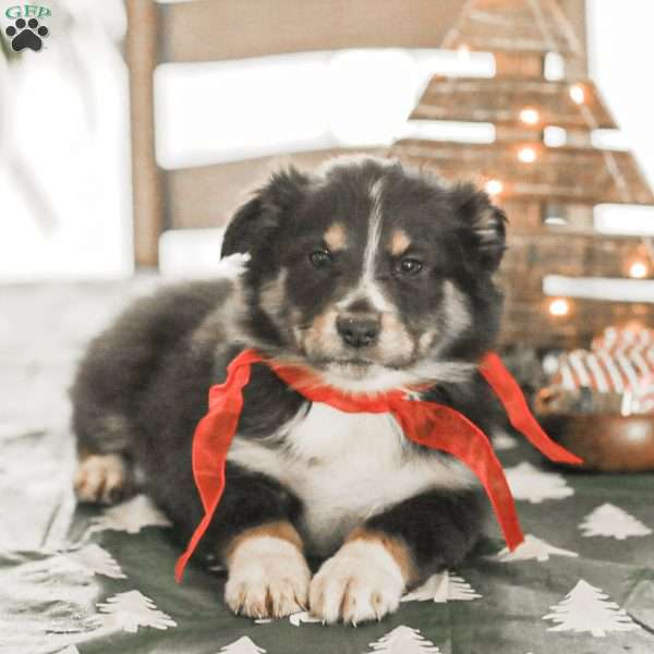 Ella, Australian Shepherd Puppy
