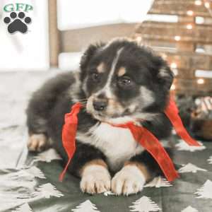 Ella, Australian Shepherd Puppy