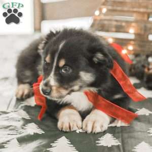 Ella, Australian Shepherd Puppy