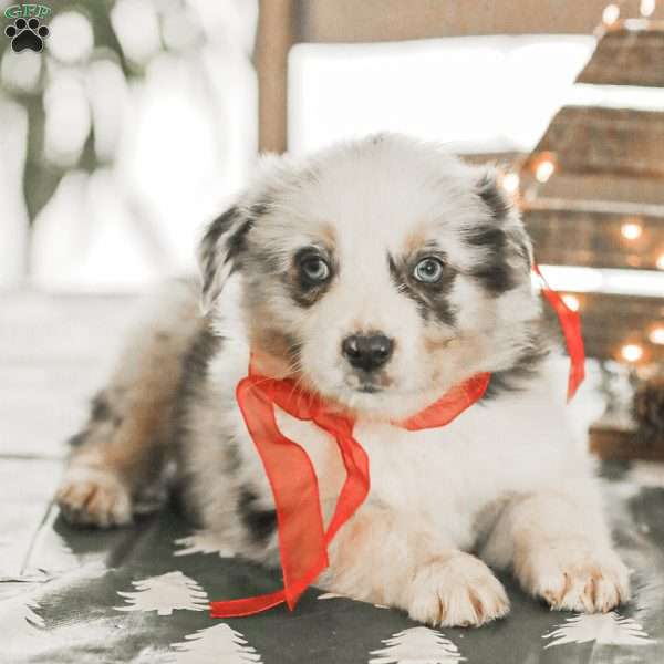 Luke, Australian Shepherd Puppy