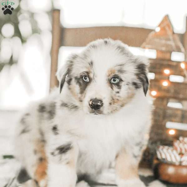Liam, Australian Shepherd Puppy