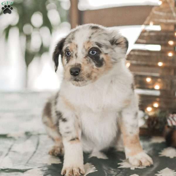 Lola, Australian Shepherd Puppy