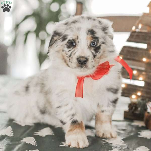 Layla, Australian Shepherd Puppy