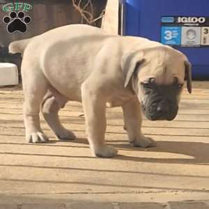 MARLO, African Boerboel Puppy