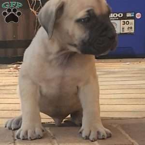 MARLO, African Boerboel Puppy