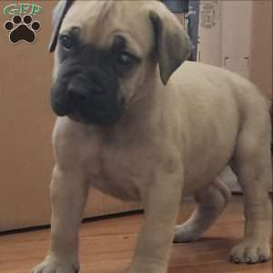 MARLO, African Boerboel Puppy