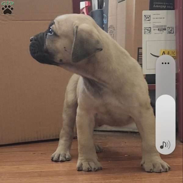 MARLO, African Boerboel Puppy