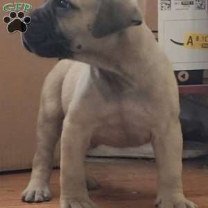 MARLO, African Boerboel Puppy