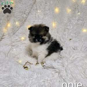 Opie, Pomeranian Puppy