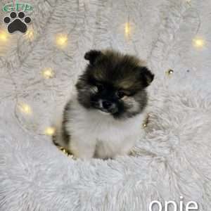 Opie, Pomeranian Puppy