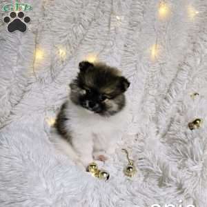 Opie, Pomeranian Puppy