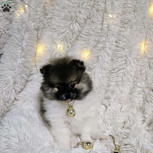 Opie, Pomeranian Puppy