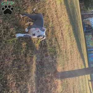 Spotty, American Bully Puppy