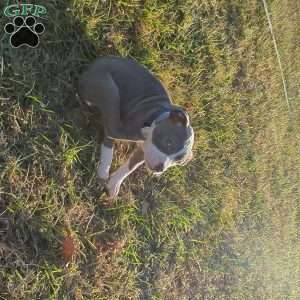 Classic, American Bully Puppy
