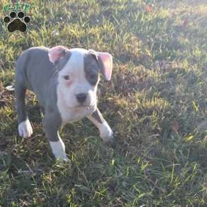 Spotty, American Bully Puppy
