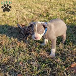 Classic, American Bully Puppy