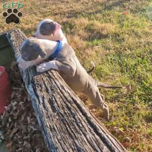 Classic, American Bully Puppy