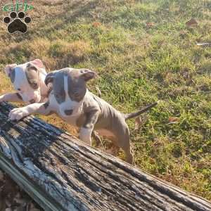 Classic, American Bully Puppy