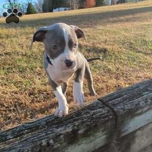 Classic, American Bully Puppy