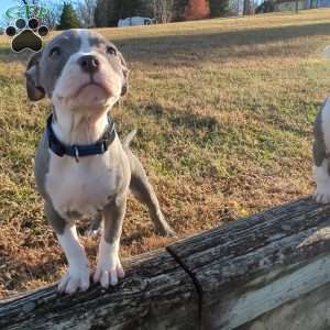 Classic, American Bully Puppy