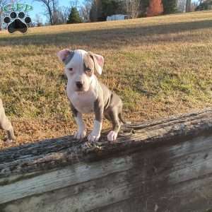 Spotty, American Bully Puppy