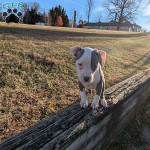 Spotty, American Bully Puppy