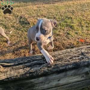 Classic, American Bully Puppy