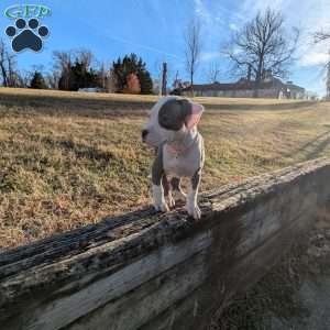 Spotty, American Bully Puppy