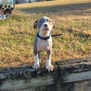 Classic, American Bully Puppy