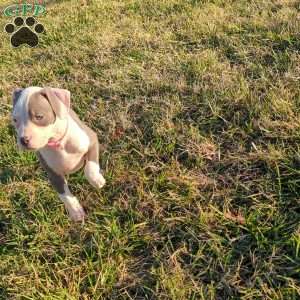 Spotty, American Bully Puppy