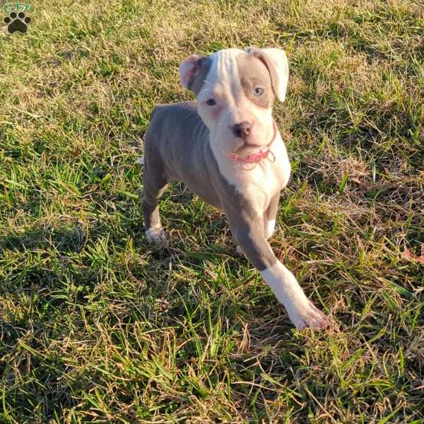 Spotty, American Bully Puppy