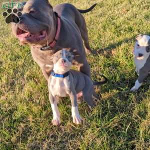 Classic, American Bully Puppy