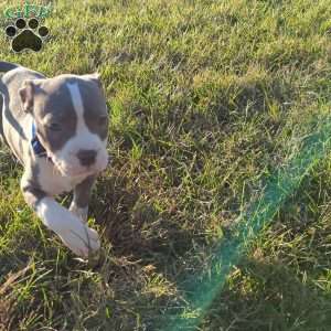 Classic, American Bully Puppy