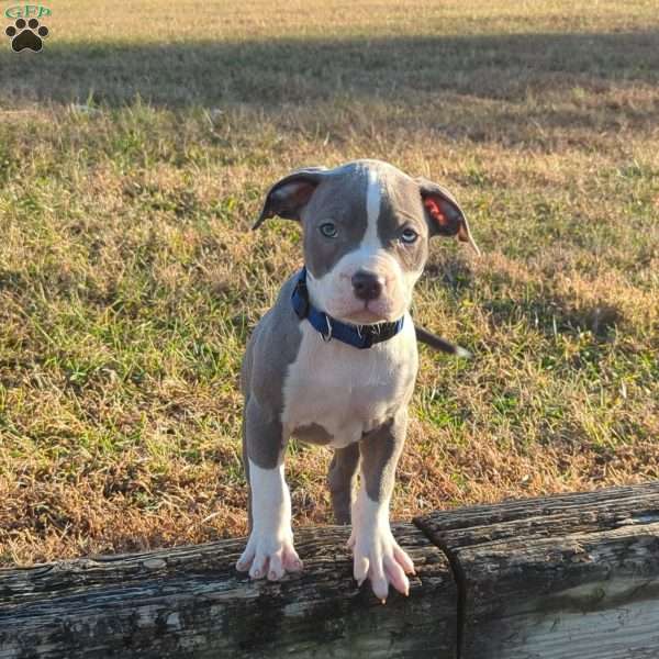 Classic, American Bully Puppy