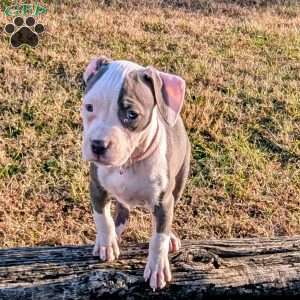 Spotty, American Bully Puppy