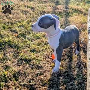 Spotty, American Bully Puppy